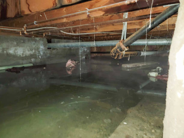 Best Flood damage cleanup  in Barclay, NJ